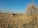 کویرنوردی کارکنان اداری دانشکده فنی شهید رجائی کاشان در کویر فیض آباد، تقی آباد کاشان 6