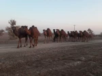 کویرنوردی کارکنان اداری دانشکده فنی شهید رجائی کاشان در کویر فیض آباد، تقی آباد کاشان 8