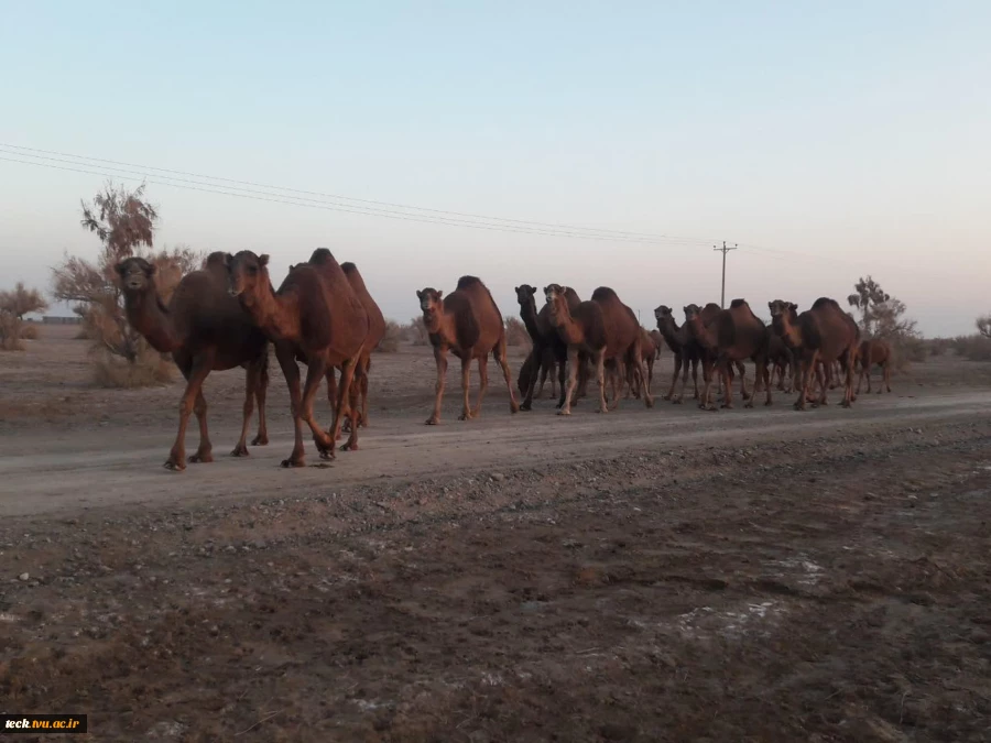 کویرنوردی کارکنان اداری دانشکده فنی شهید رجائی کاشان در کویر فیض آباد، تقی آباد کاشان 8