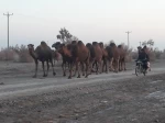 کویرنوردی کارکنان اداری دانشکده فنی شهید رجائی کاشان در کویر فیض آباد، تقی آباد کاشان 9