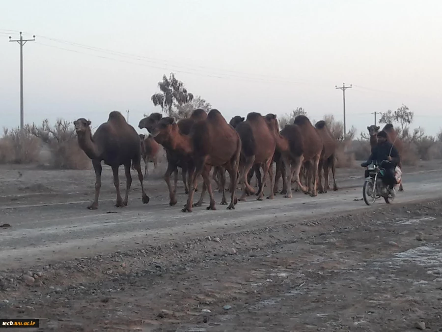 کویرنوردی کارکنان اداری دانشکده فنی شهید رجائی کاشان در کویر فیض آباد، تقی آباد کاشان 9