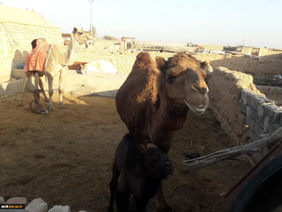 کویرنوردی کارکنان اداری دانشکده فنی شهید رجائی کاشان در کویر فیض آباد، تقی آباد کاشان 10