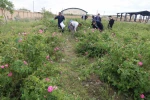 دومین هفته از برداشت گل محمدی از گلستان های دانشکده فنی شهید رجائی کاشان 2