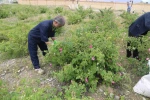 دومین هفته از برداشت گل محمدی از گلستان های دانشکده فنی شهید رجائی کاشان 6